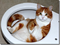Reasonably content cat Reasonably content cat