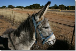 Stupid donkey Stupid donkey